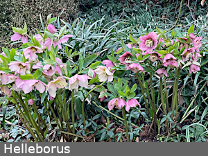Helleborus