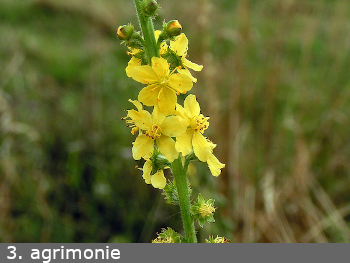 Agrimonie