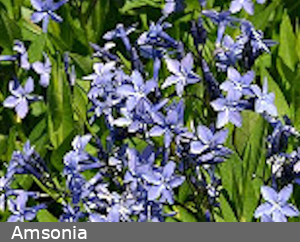 Amsonia