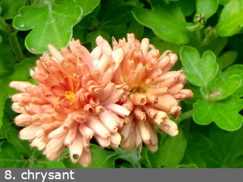 Chrysant