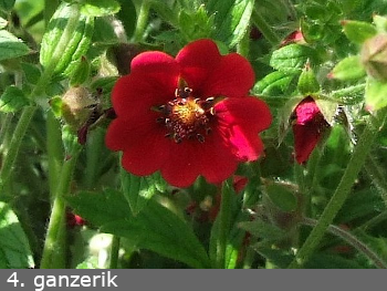 Ganzerik