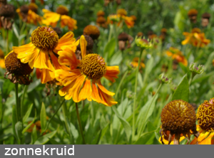 helenium