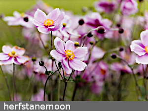 herfstanemoon