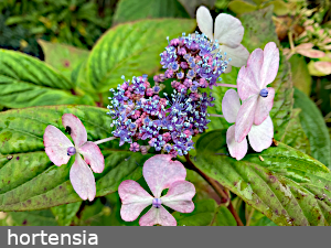 hortensia
