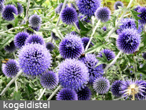 kogeldistel
