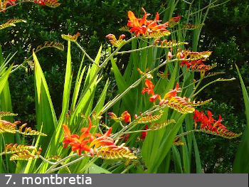 Montbretia