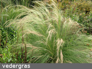 vedergras