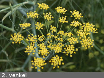 Venkel