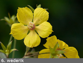 Wederik