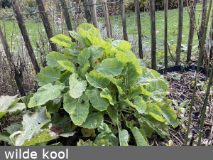 wilde kool