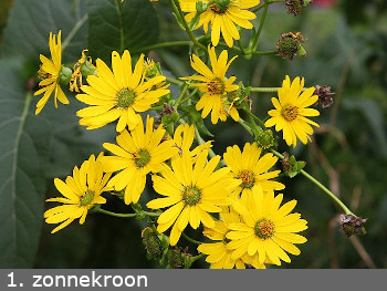 Znnekroon